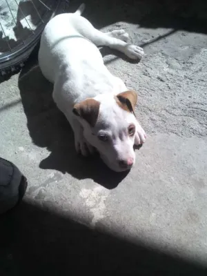 Cachorro raça Pit-Bull idade 7 a 11 meses nome brian