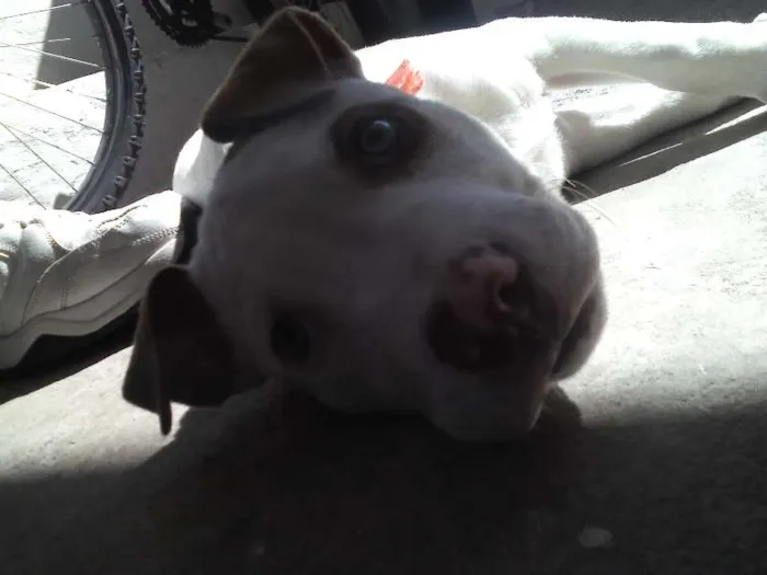 Cachorro ra a Pit-Bull idade 7 a 11 meses nome brian