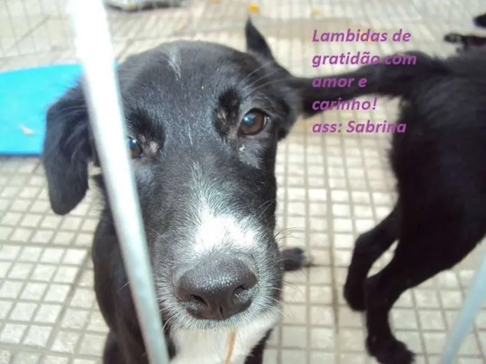 Cachorro ra a SRD idade 2 a 6 meses nome Sabrina e Glenda