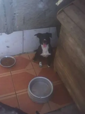 Cachorro raça SRD idade 2 a 6 meses nome Sabrina e Glenda