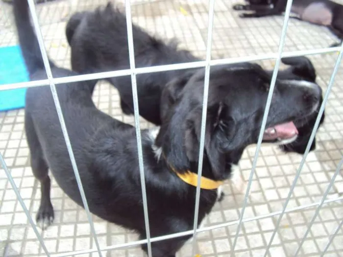 Cachorro ra a SRD idade 2 a 6 meses nome Sabrina e Glenda