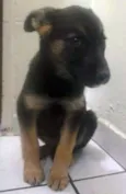 pitucha