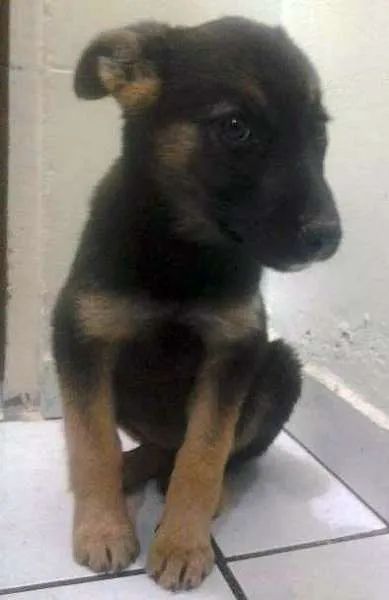Cachorro ra a SRD idade 2 a 6 meses nome pitucha