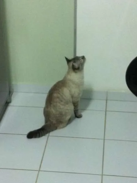 Gato ra a SRD idade 2 anos nome Pandora