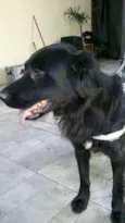 Preto