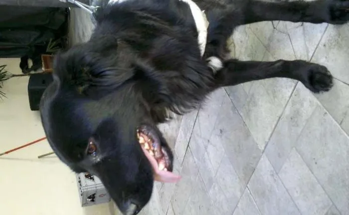 Cachorro ra a Labrador idade 1 ano nome Preto