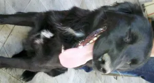 Cachorro raça Labrador idade 1 ano nome Preto