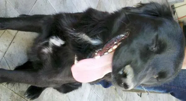 Cachorro ra a Labrador idade 1 ano nome Preto