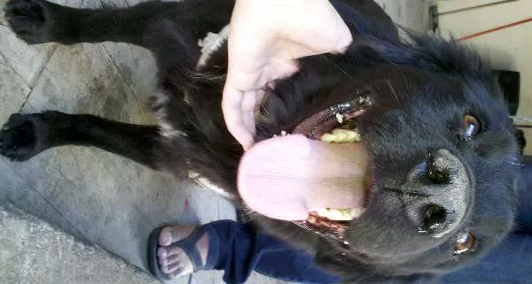 Cachorro ra a Labrador idade 1 ano nome Preto