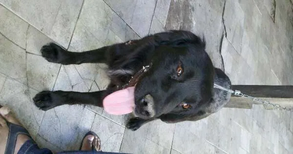 Cachorro ra a Labrador idade 1 ano nome Preto