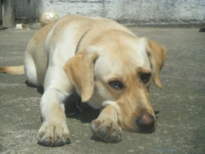 Cachorro ra a Labrador idade 2 a 6 meses nome nao tem