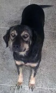 Cachorro raça SRD idade 3 anos nome PRETINHA
