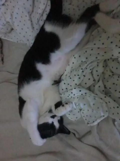 Gato ra a misturado idade 2 a 6 meses nome Luizinho,Bigode, as