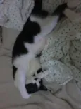 Luizinho,Bigode, as