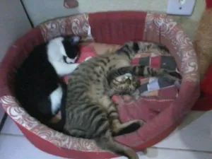 Gato raça misturado idade 2 a 6 meses nome Luizinho,Bigode, as
