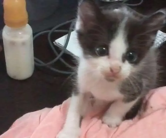 Gato ra a misturado idade 2 a 6 meses nome Luizinho,Bigode, as