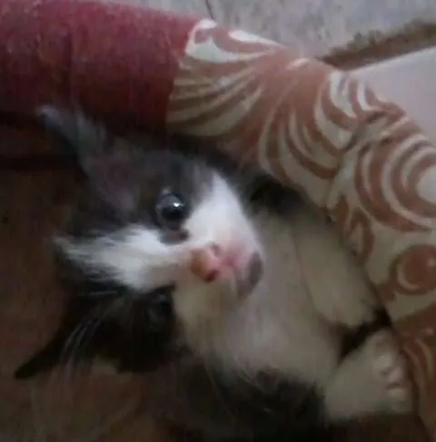 Gato ra a misturado idade 2 a 6 meses nome Luizinho,Bigode, as