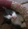 Luizinho,Bigode, as