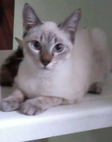 Gato ra a misturado idade 2 a 6 meses nome Luizinho,Bigode, as