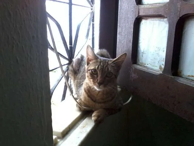 Gato ra a misturado idade 2 a 6 meses nome Luizinho,Bigode, as