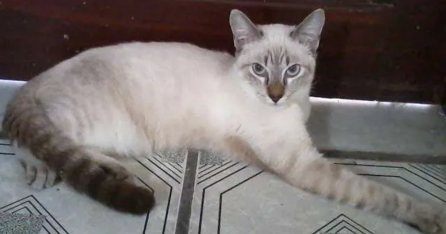 Gato ra a misturado idade 2 a 6 meses nome Luizinho,Bigode, as