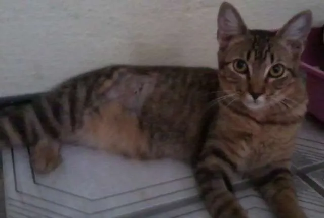Gato ra a misturado idade 2 a 6 meses nome Luizinho,Bigode, as