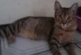 Luizinho,Bigode, as