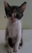 Luizinho,Bigode, as