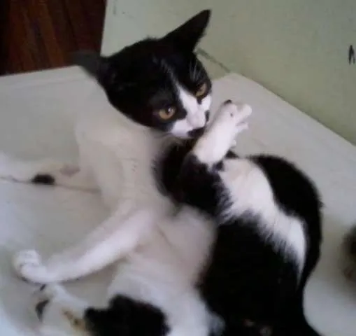 Gato ra a misturado idade 2 a 6 meses nome Luizinho,Bigode, as