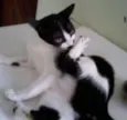 Luizinho,Bigode, as