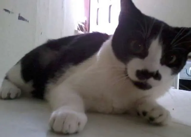 Gato ra a misturado idade 2 a 6 meses nome Luizinho,Bigode, as
