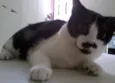 Luizinho,Bigode, as