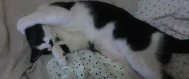 Gato ra a misturado idade 2 a 6 meses nome Luizinho,Bigode, as