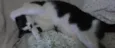 Luizinho,Bigode, as