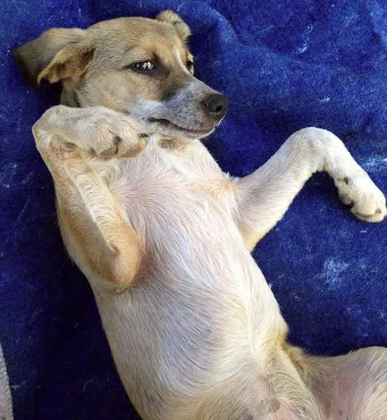 Cachorro ra a srd idade  nome Cadelinha