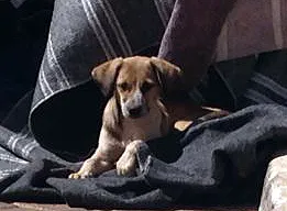 Cachorro ra a srd idade  nome Cadelinha