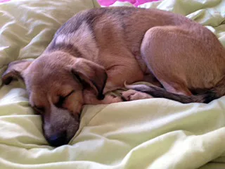 Cachorro ra a srd idade  nome Cadelinha