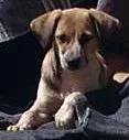 Cachorro ra a srd idade  nome Cadelinha