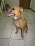 Fofolete