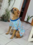 Fofolete