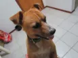 Fofolete