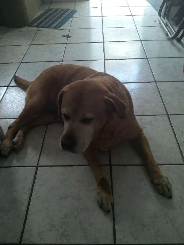Cachorro ra a Labrador idade 6 ou mais anos nome Jadh