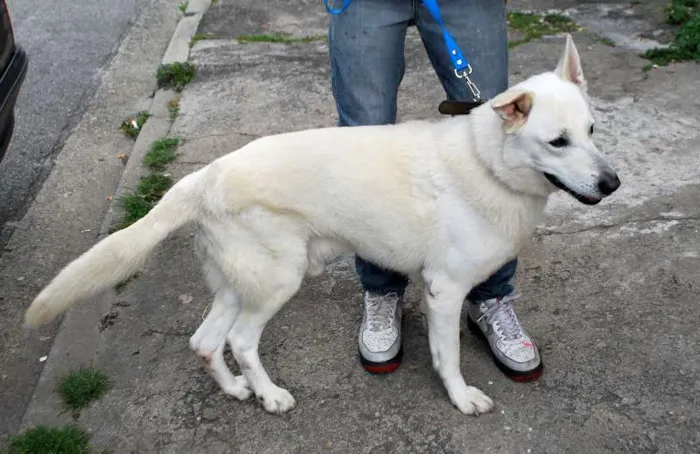 Cachorro ra a Pastor Canadense idade 4 anos nome Bolt