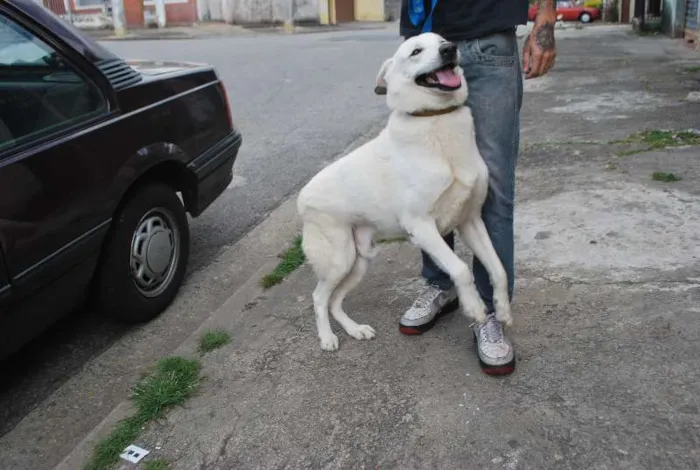 Cachorro ra a Pastor Canadense idade 4 anos nome Bolt