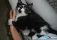 Cocadinha