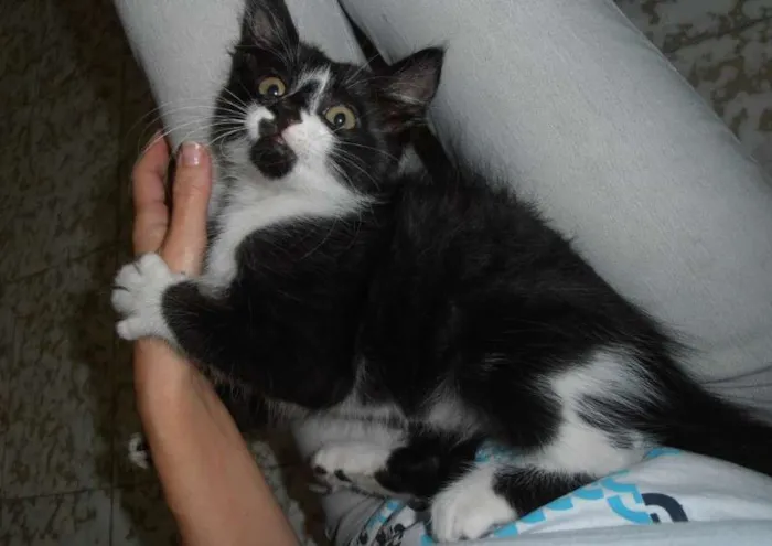 Gato ra a srd idade 2 a 6 meses nome Cocadinha