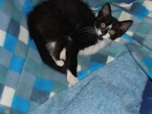 Gato raça srd idade 2 a 6 meses nome Cocadinha