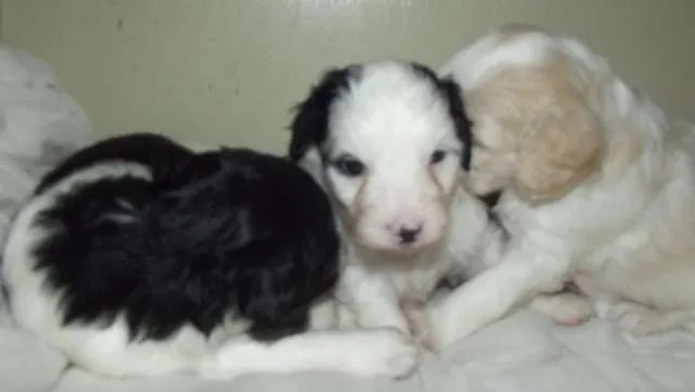 Cachorro ra a Vira-lata idade Abaixo de 2 meses nome BB's lua