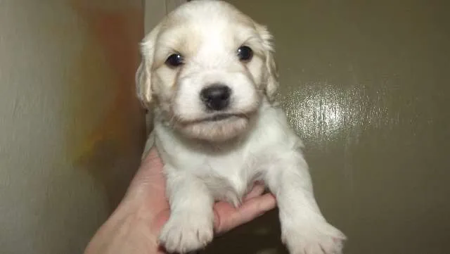 Cachorro ra a Vira-lata idade Abaixo de 2 meses nome BB's lua