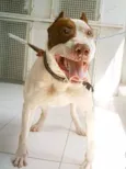 Eros